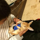 Illustration for article titled Dont Use Real Rabbits as Your Smartphone Case